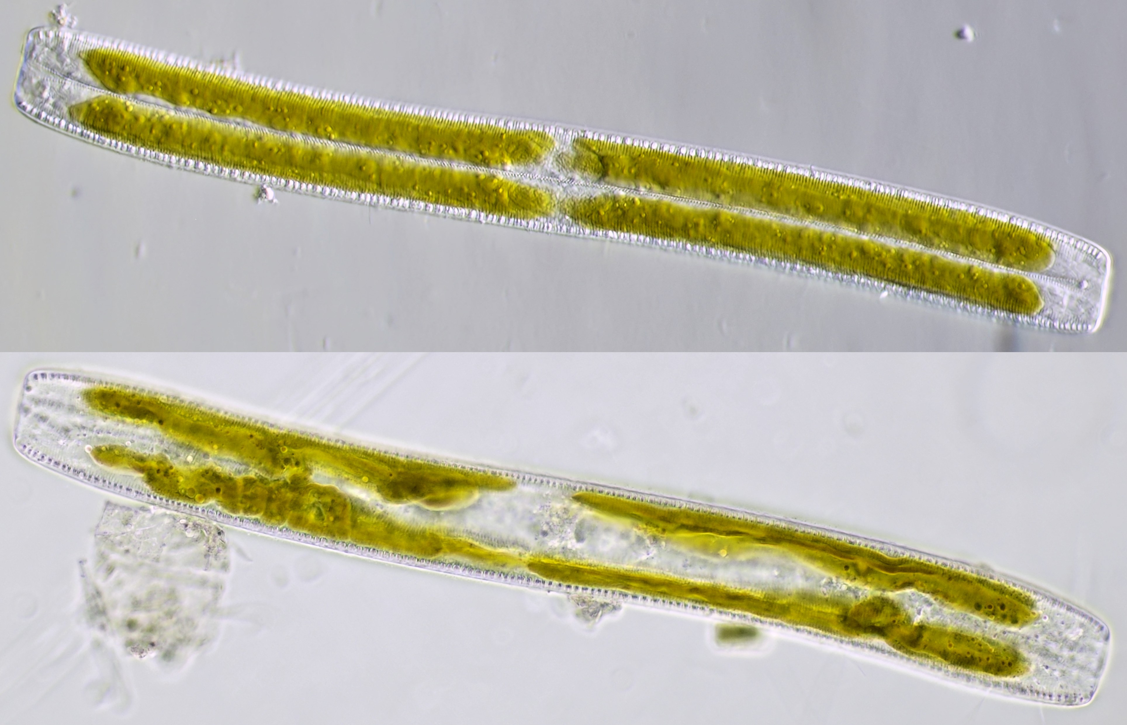 Algae World: diatom microscopy - drawing and use of a camera lucida
