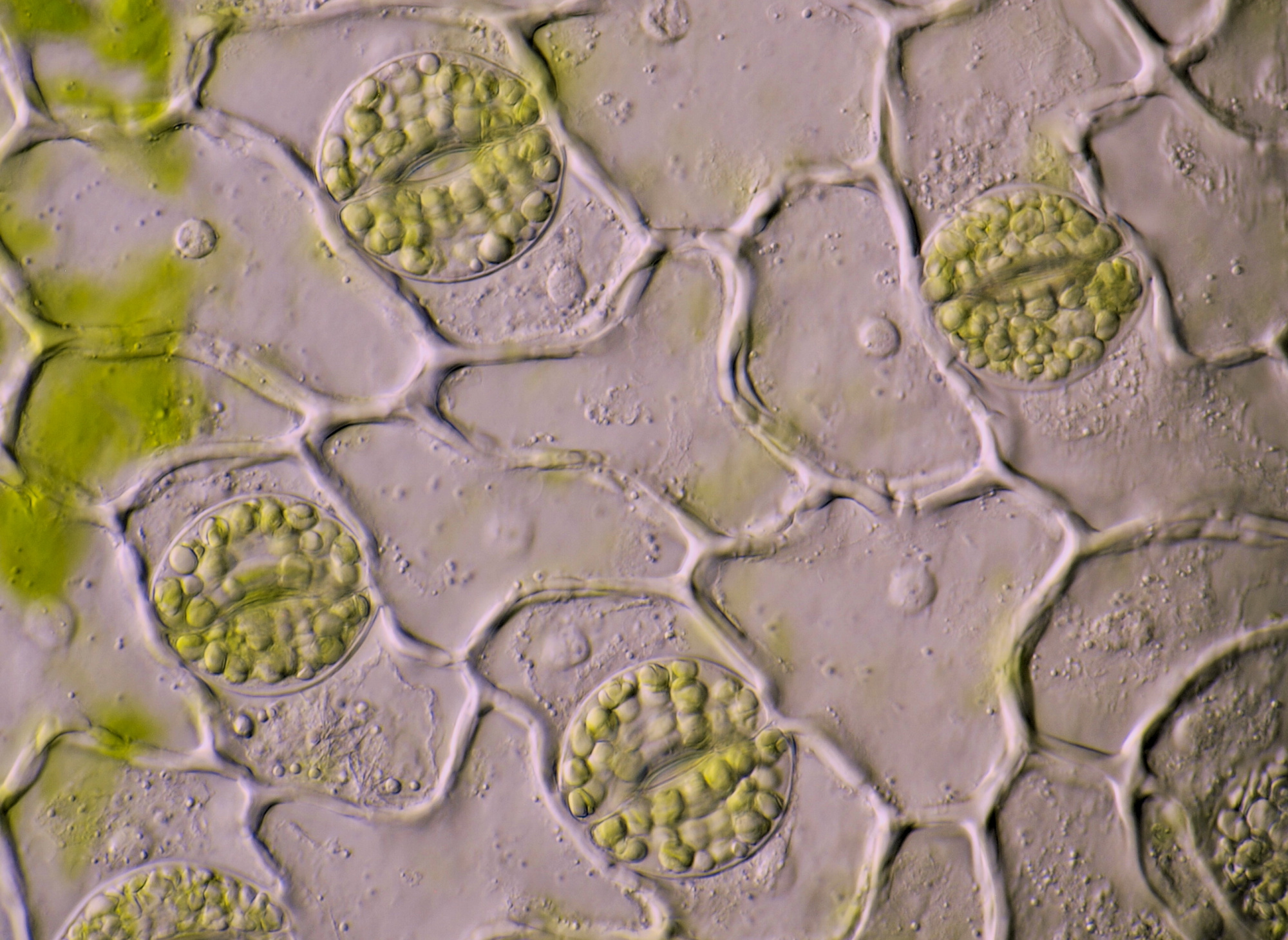 Stomata Hosta