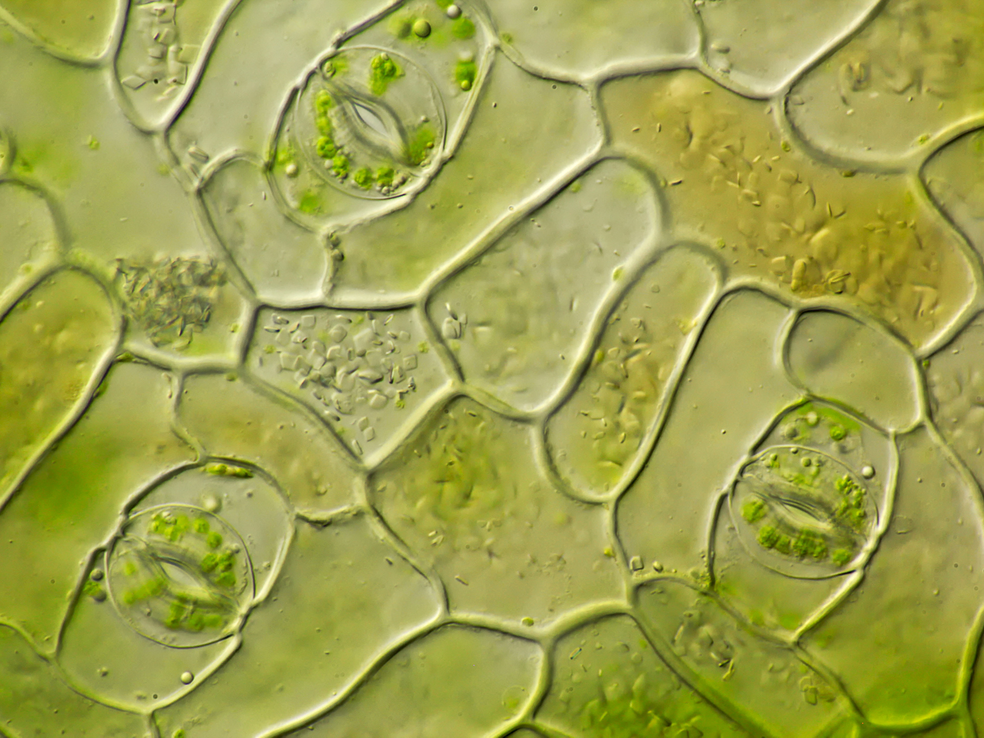 Stomata In Leaf