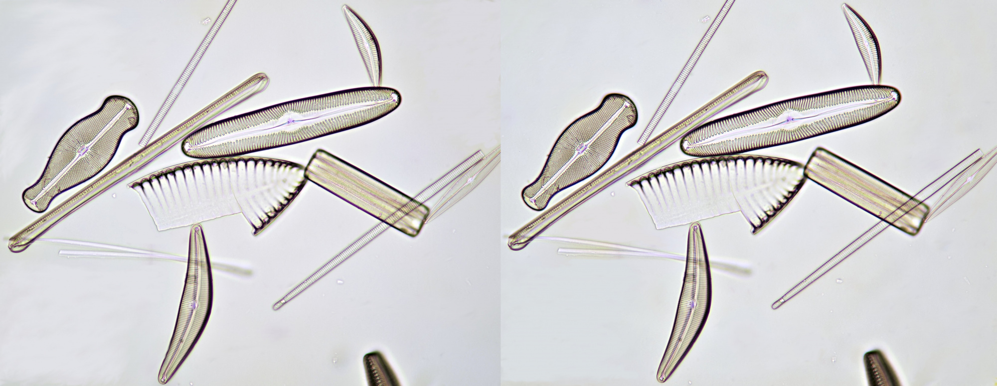 Diatomeeën Hybride oculair versus afocale methode