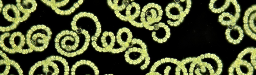 microscopic cyanobacteria