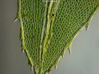 Leaf of a mos