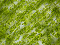 Chloroplasts in the cells of Elodea