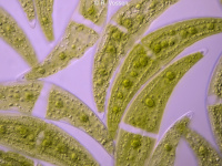 Closterium - unicellular green algae