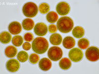Haematococcus