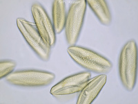 Pollen of Amaryllis