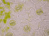 Stomata in a leaf from Hosta